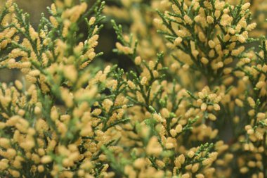 Bahçesinde bahar çiçekleri olan ardıç dalı