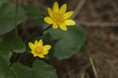 Parlak sarı caltha çiçekleri ile yeşil arka plan