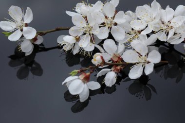 Kayısı ağacı baharı güzel çiçek. Çiçek yakın çekim