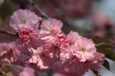 Bahar çiçeği. Pembe sakura çiçek açmış.