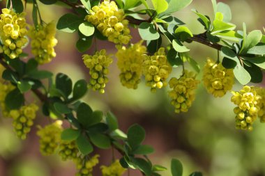 Parlak sarı böğürtlen çiçekleriyle yeşil arka plan