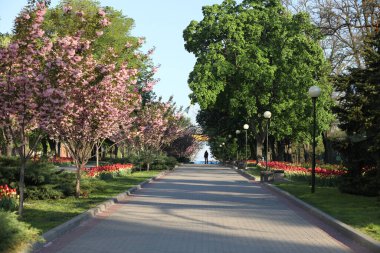 Güzel yumuşaklık desenli bahar tarlası renkli laleler.