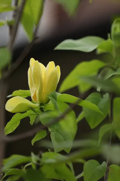 Fond Vert Avec Des Fleurs Magnolia Jaune Vif — Photo