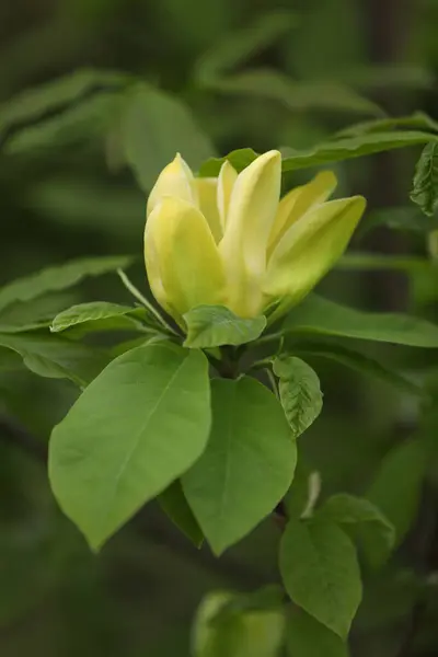 Fond Vert Avec Des Fleurs Magnolia Jaune Vif — Photo