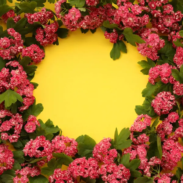stock image Yellow backgound with frame of Hawthorn flowers and copy space