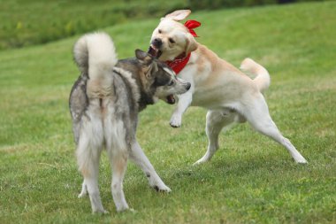 Parkta oynayan köpekler. Labrador Retriever 'lı Husky parkta oynuyor.