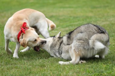 Parkta oynayan köpekler. Labrador Retriever 'lı Husky parkta oynuyor.