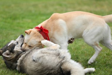 Parkta oynayan köpekler. Labrador Retriever 'lı Husky parkta oynuyor.
