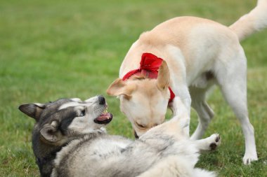 Parkta oynayan köpekler. Labrador Retriever 'lı Husky parkta oynuyor.