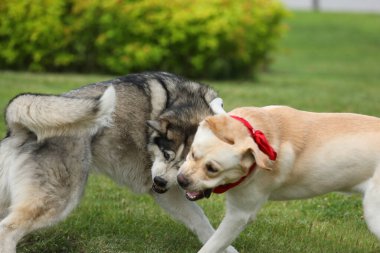 Parkta oynayan köpekler. Labrador Retriever 'lı Husky parkta oynuyor.