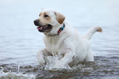 Köpek suda oynuyor. Labrador Retriever sahilde oynuyor.