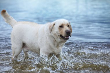 Köpek suda oynuyor. Labrador Retriever sahilde oynuyor.