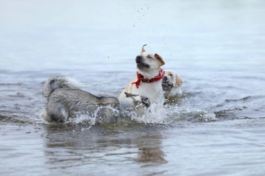 Köpekler suda oynuyor. Labrador Retriever 'lı Husky sahilde oynuyor.