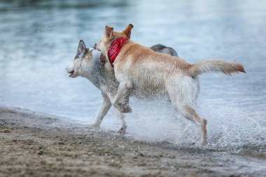 Köpekler suda oynuyor. Labrador Retriever 'lı Husky sahilde oynuyor.