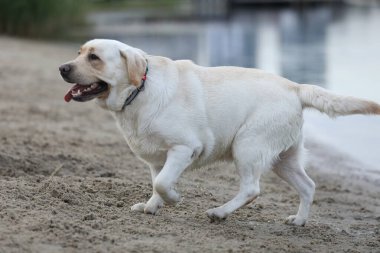 Kumda oynayan bir köpek. Labrador Retriever sahilde oynuyor.