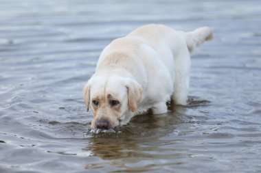 Köpek suda oynuyor. Labrador Retriever sahilde oynuyor.
