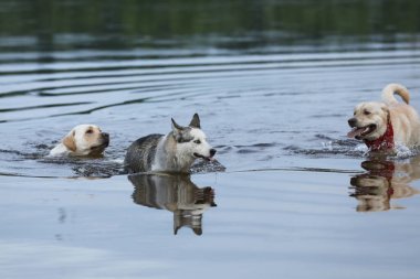 Köpekler suda oynuyor. Labrador Retriever 'lı Husky sahilde oynuyor.