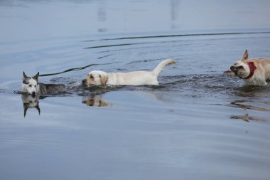Köpek suda oynuyor. Labrador Retriever sahilde oynuyor.