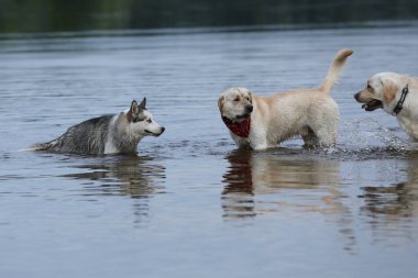 Köpekler suda oynuyor. Labrador Retriever 'lı Husky sahilde oynuyor.