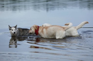 Köpekler suda oynuyor. Labrador Retriever 'lı Husky sahilde oynuyor.