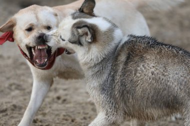Köpekler kumda oynuyor. Labrador Retriever 'lı Husky sahilde oynuyor.