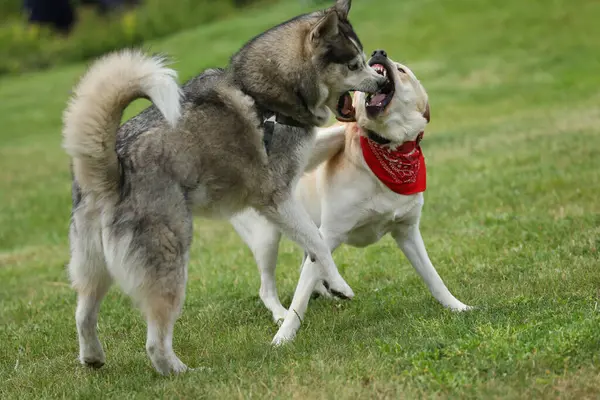 Parkta oynayan köpekler. Labrador Retriever 'lı Husky parkta oynuyor.