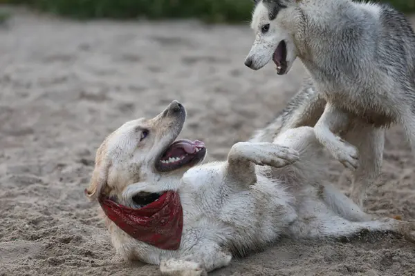 Köpekler kumda oynuyor. Labrador Retriever 'lı Husky sahilde oynuyor.