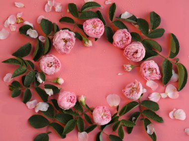 Parlak pembe arka plan, güzel pembe güller ve kopyalama alanı