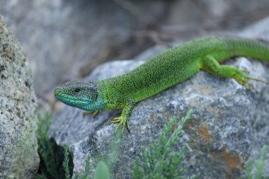 Yeşil kertenkele lacerta viridis yaz bahçesinde taşın üzerinde. Küçük sürüngen açık havada.