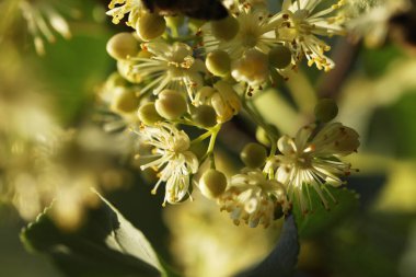 Açık yeşil ıhlamur ağaçları. Yaz ıhlamur çiçeği, yakın çekim.