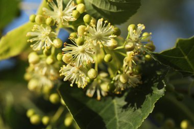 Açık yeşil ıhlamur ağaçları. Yaz ıhlamur çiçeği, yakın çekim.