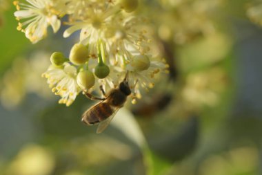 Açık yeşil ıhlamur ağacının üzerindeki küçük arı. Yaz ıhlamur çiçeği, yakın çekim.
