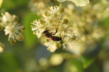 Açık yeşil ıhlamur ağacının üzerindeki küçük arı. Yaz ıhlamur çiçeği, yakın çekim.