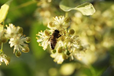 Açık yeşil ıhlamur ağacının üzerindeki küçük arı. Yaz ıhlamur çiçeği, yakın çekim.