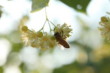 Açık yeşil ıhlamur ağacının üzerindeki küçük arı. Yaz ıhlamur çiçeği, yakın çekim.