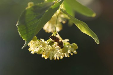 Açık yeşil ıhlamur ağacının üzerindeki küçük arı. Yaz ıhlamur çiçeği, yakın çekim.