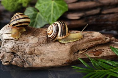 Small Garden banded snail in the rainy forest. Natural background  clipart