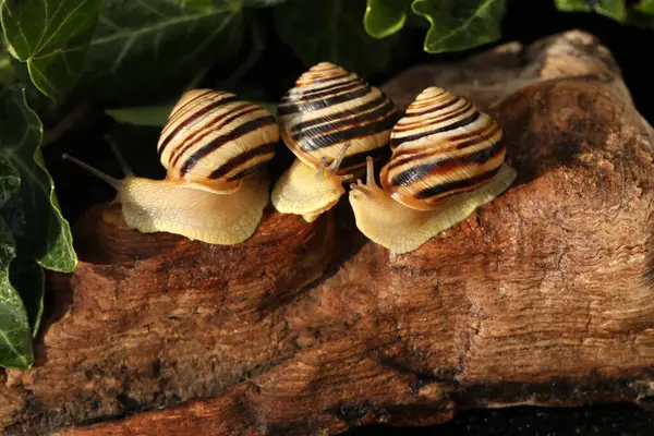 stock image Small Garden banded snail in the rainy forest. Natural background 