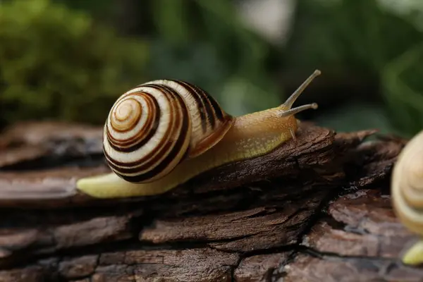 Küçük Bahçe, yağmur ormanlarında salyangoz kuşağı oluşturdu. Doğal arkaplan 