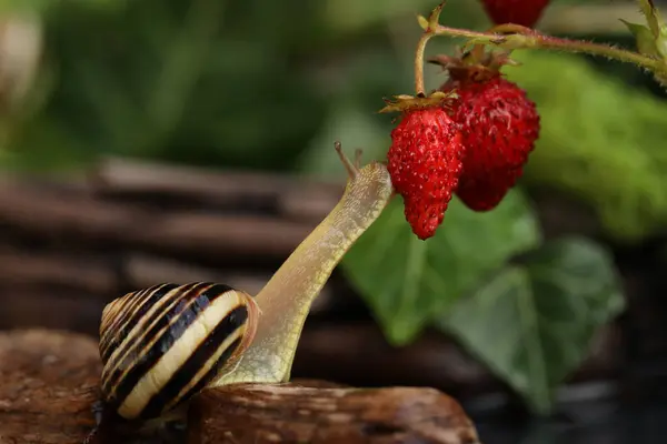 Bahçe bantlı salyangoz ve çilek. Doğal arkaplan 