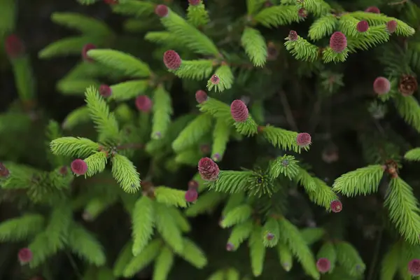 stock image Spruce branches with cones close up