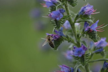 Doğada engerek böceğinin mor çiçekleri. Vahşi çayır