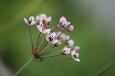 Pembe butomus çiçeği yaklaş
