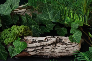 Ahşap, yosun ve sarmaşık yapraklı doğal botanik geçmişi