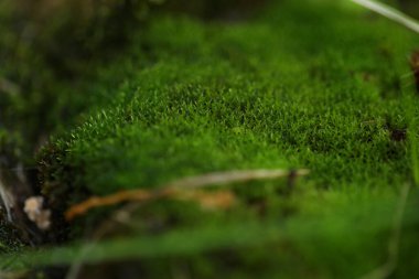 Yeşil yosunlu doğal botanik geçmişi 