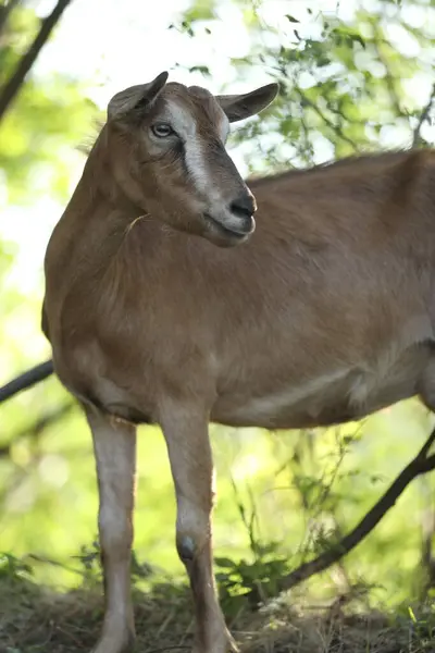 stock image Cute domestic goat outdoor in nature country landscape