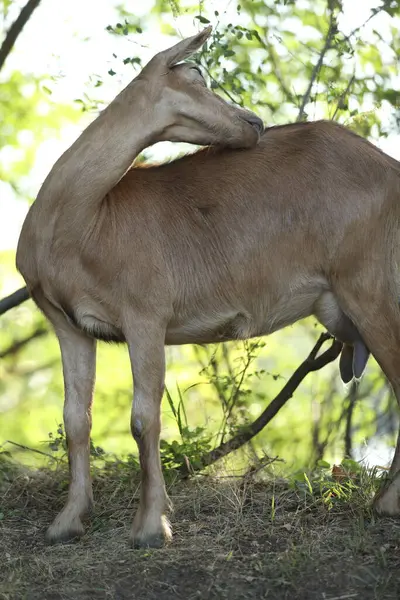 Stock image Cute domestic goat outdoor in nature country landscape