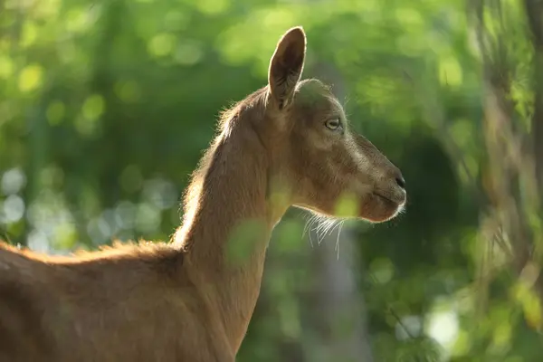 stock image Cute domestic goat outdoor in nature country landscape