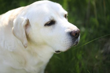 Yaz bahçesinde çimlerin üzerinde şirin beyaz labrador.