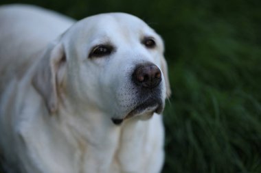 Yaz bahçesinde çimlerin üzerinde şirin beyaz labrador.